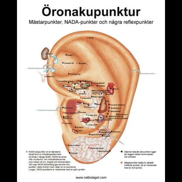 Liten laminerad plansch med punktkartor för öronakupunktur